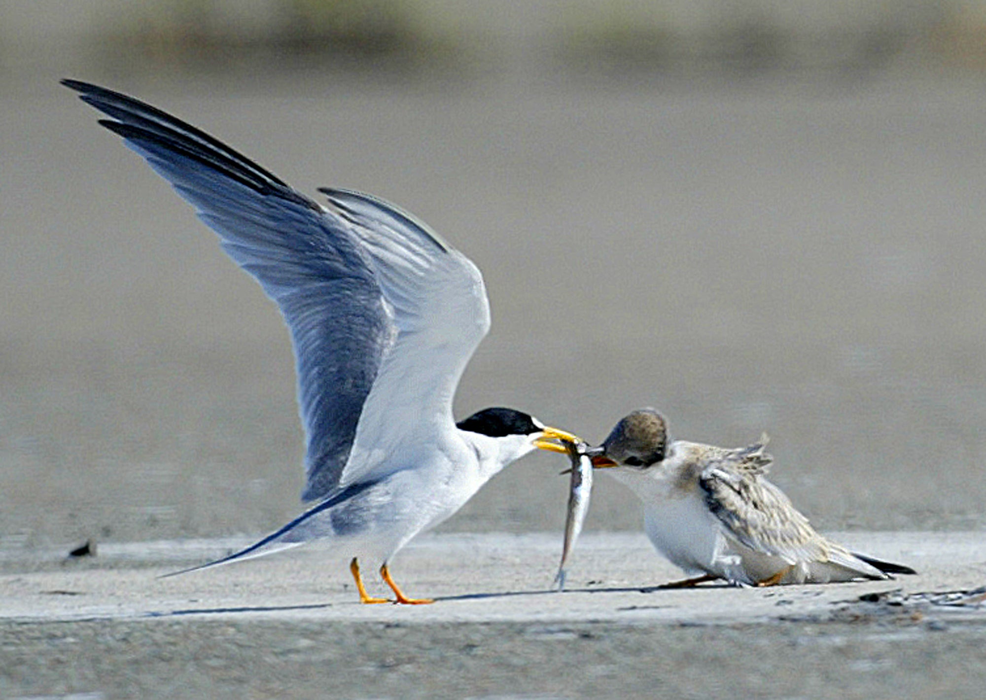 California least tern and fledgling. Photo taken by Aric Crabb.