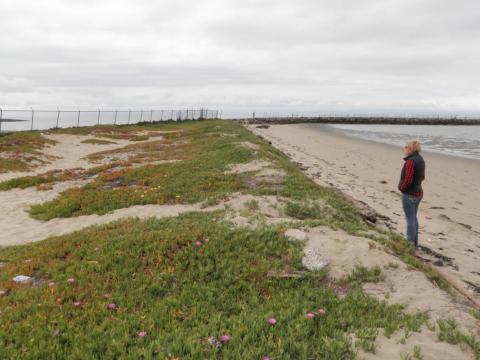 Encinal Dunes Project site