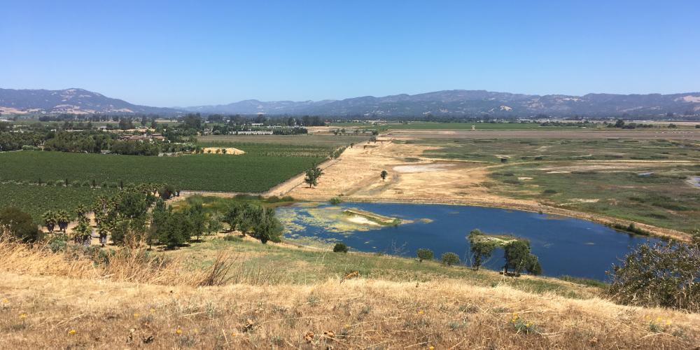 Sonoma Creek Baylands