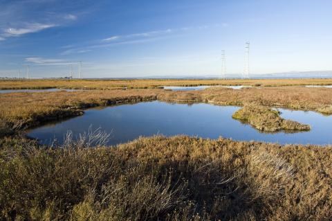 Wetlands. Photo: Judy Irving