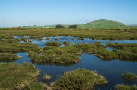 San Pablo Baylands, photo: Stephen Joseph