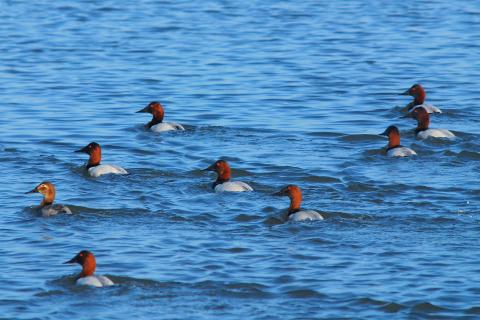 Ducks on Cullinan Ranch. Photo Credit Ducks Unlimited