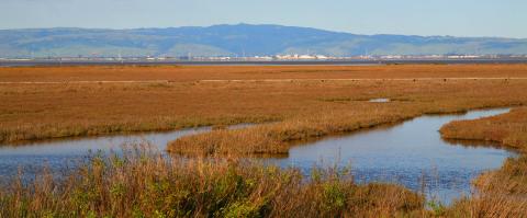 Palo Alto Baylands Jitze Couperus