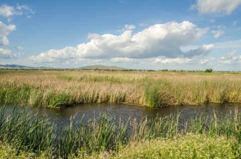 Suisun Marsh, photo: Wayne Hsieh
