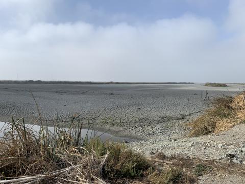 Hayward Marsh
