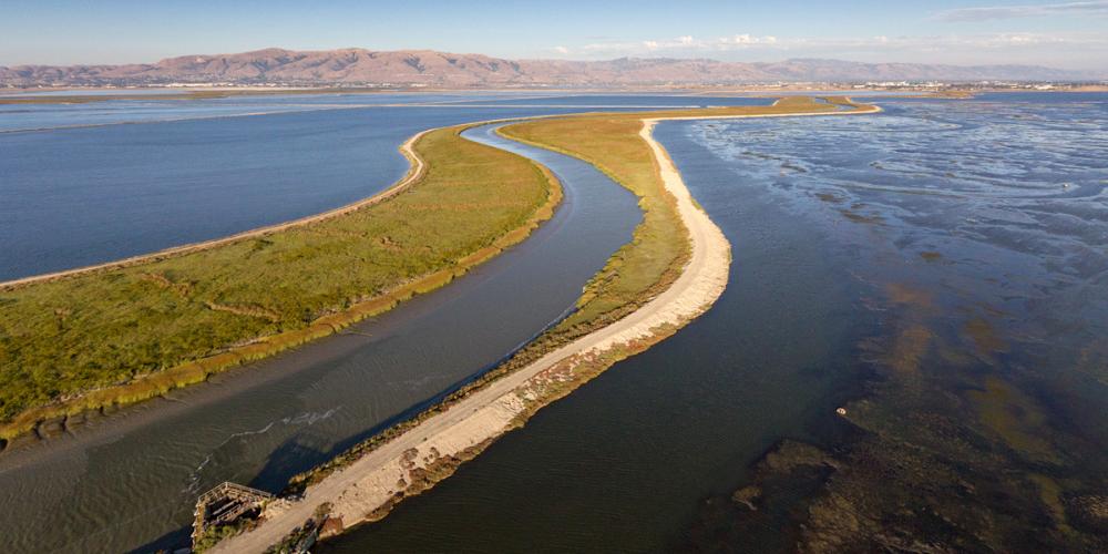 South Bay Salt Ponds. Photo: Cris Benton