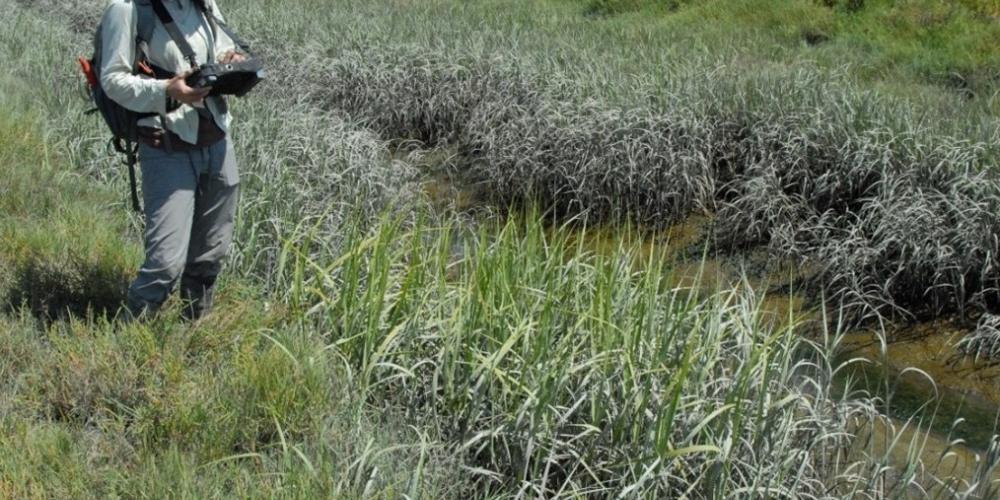 Spartina monitoring