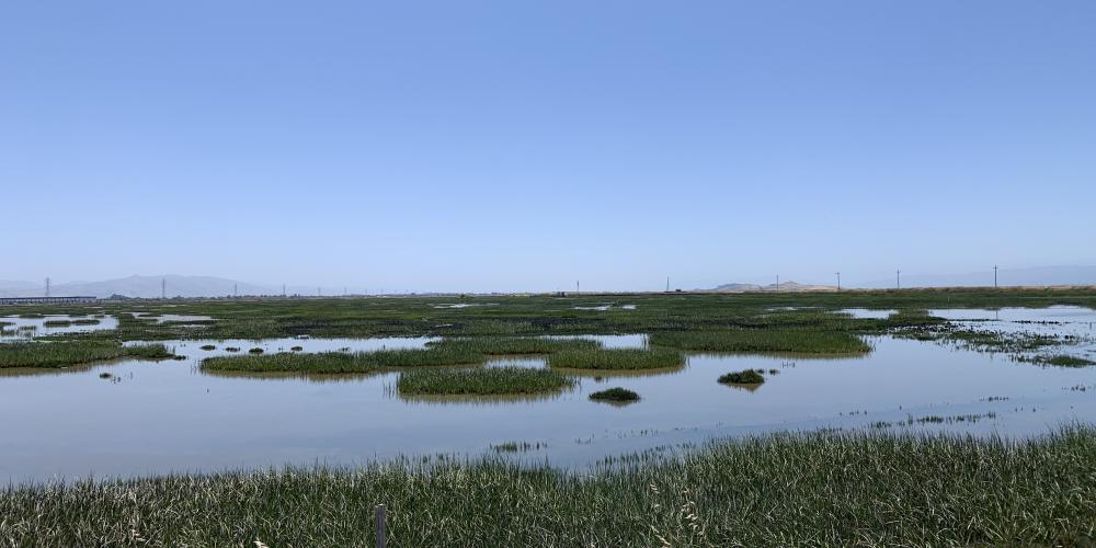 image of wetlands