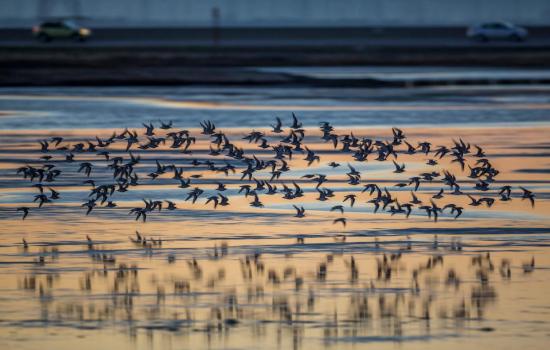 Birds flying over water