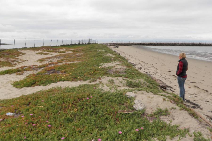 Encinal Dunes Project site