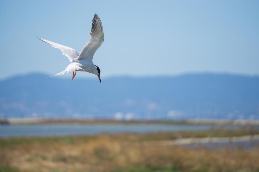 Shorebird and marsh