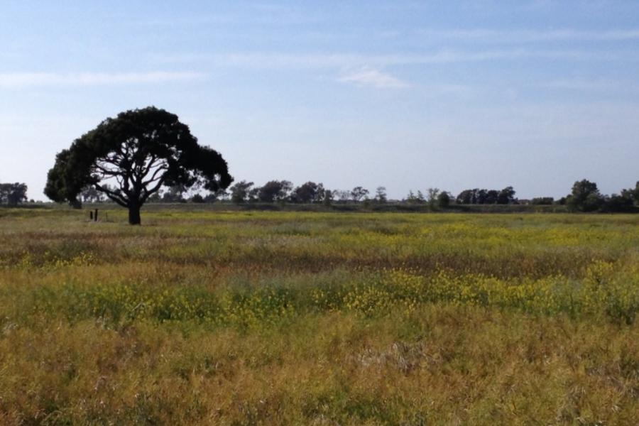 Photo of Coyote Hills