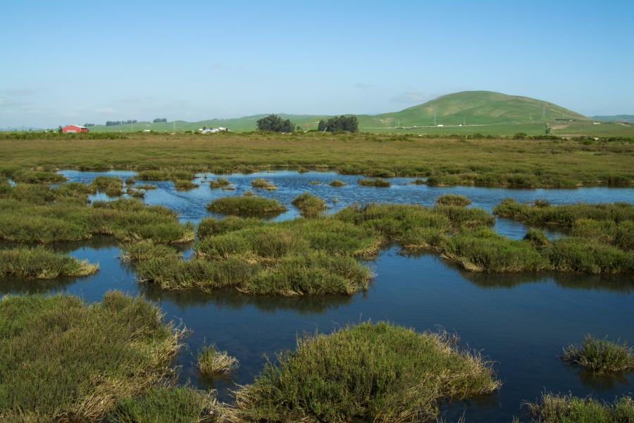 San Pablo Baylands, photo: Stephen Joseph