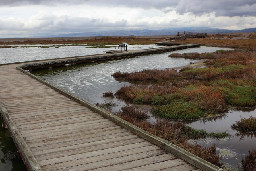 Don Edwards Refuge. Photo: JKehoe_Photos via flikr