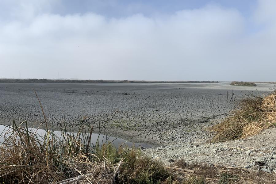Hayward Marsh