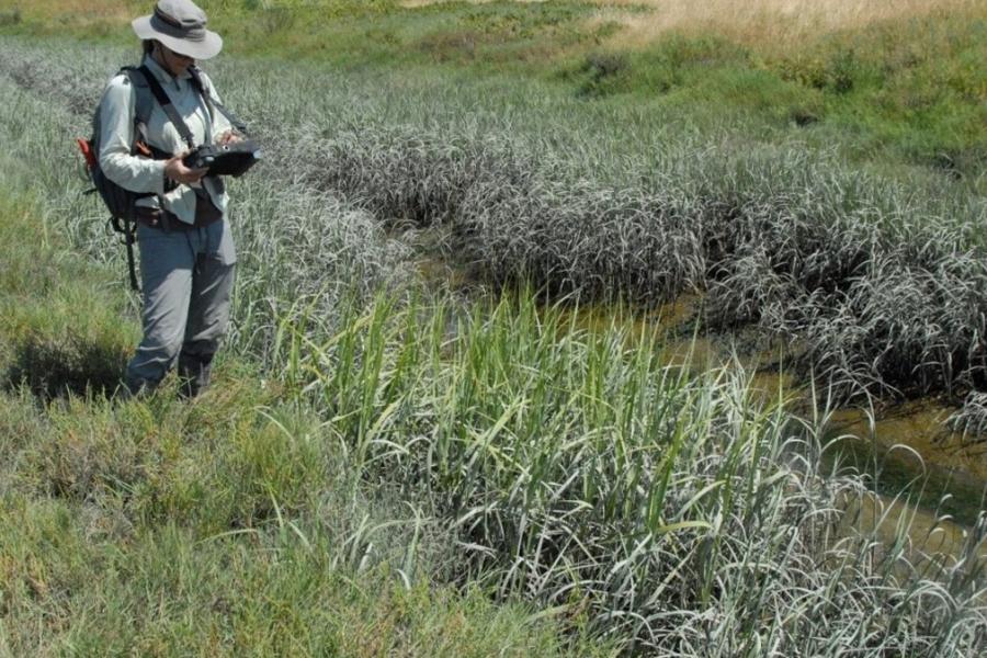 Spartina monitoring