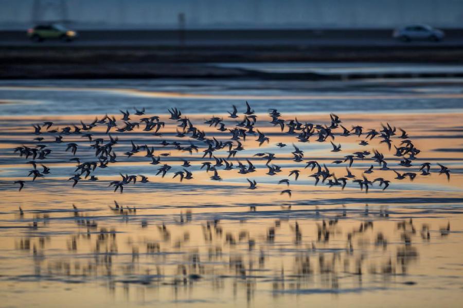 Birds flying over water